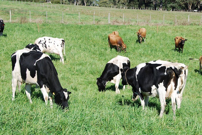 Atualização dos custos de produção na pecuária leiteira em Unaí (MG)