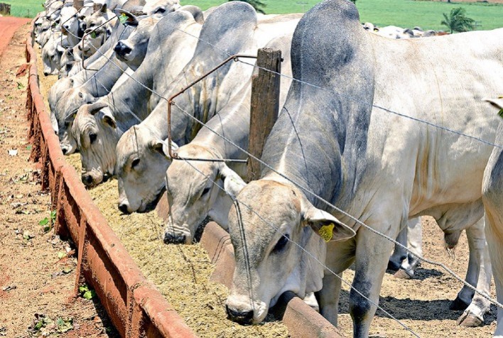 Clima e Pecuária: Como as Condições Climáticas Impactam a Produção de Carne e Leite no Brasil