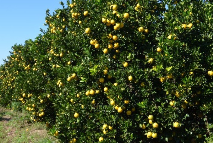 Cassilândia se Consolida como Novo Polo de Produção de Laranjas em Mato Grosso do Sul