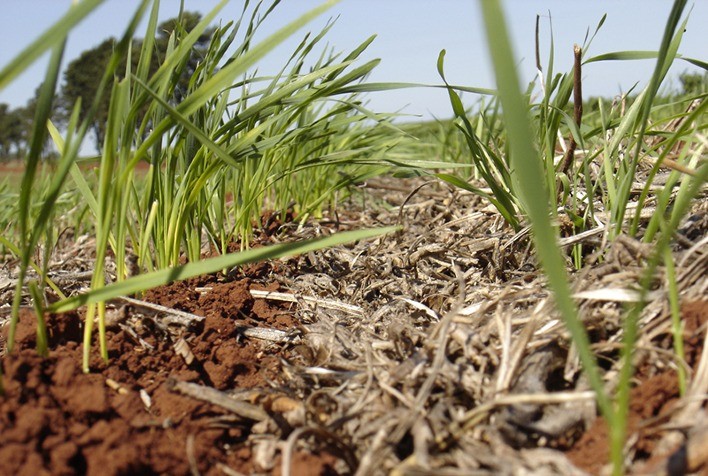 Chuvas No Rs Atrapalharam Plantio Do Trigo Na Reta Final Portal Do Agronegócio 3202