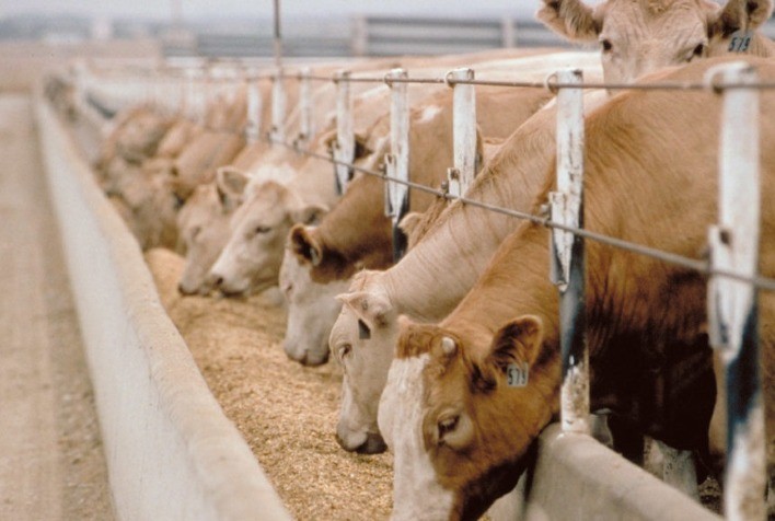 Alimentação De Qualidade Alavanca O Processo De Confinamento Bovino ...