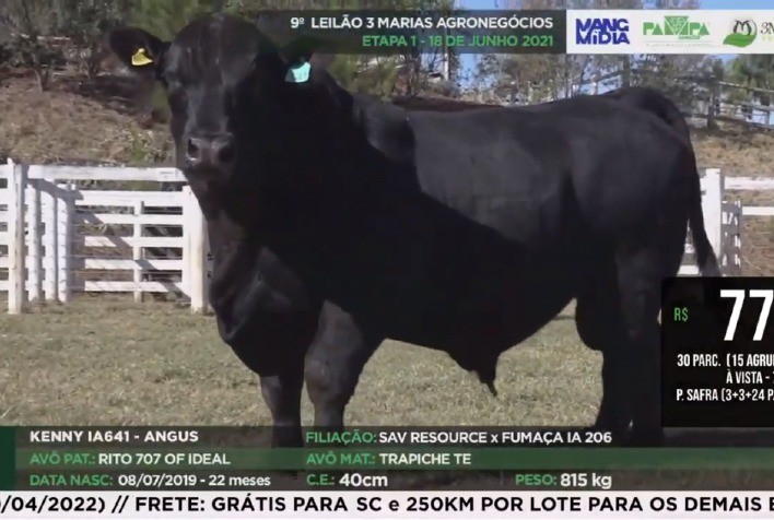 Leilão Supera Metas E Valoriza Raça Angus Em Sc Portal Do Agronegócio 