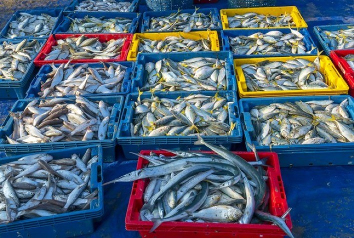 Pesca Artesanal E Industrial Em Sp Gerou Receita De R 60 Milhões No Segundo Semestre De 2020 6956