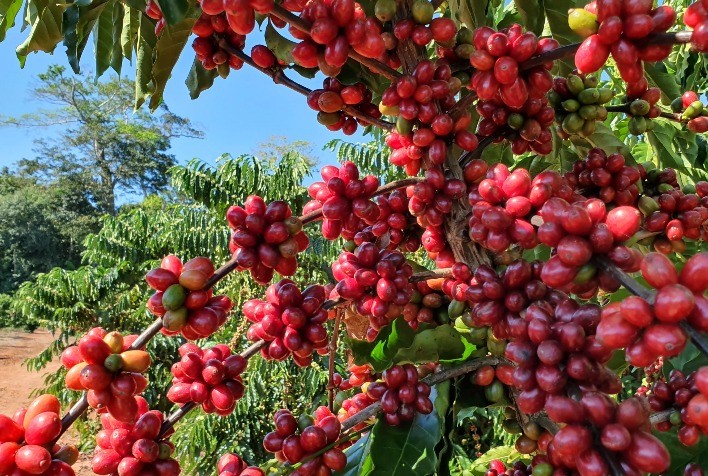 Associação Dos Cafeicultores Do Sudoeste De Minas E Sebrae Lançam Marca ...