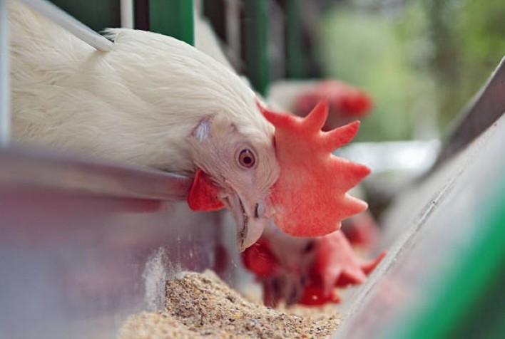 Como o Cálcio na nutrição das aves ajuda a melhorar a avicultura Portal do Agronegócio