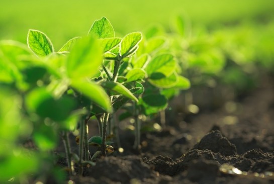 IHARA lança três novos Herbicidas focados na cultura da soja - Portal do  Agronegócio
