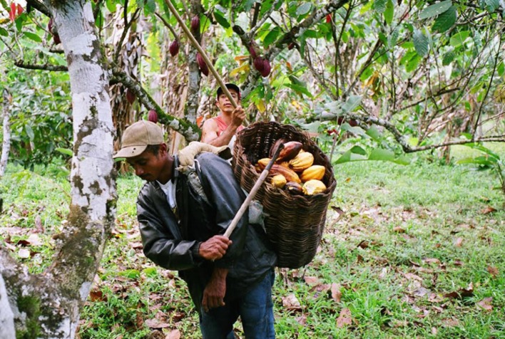 Com extrativismo sustentável, povos da floresta resistem ao desmatamento