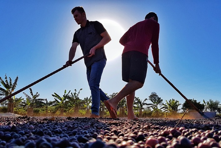 Robusta Amazônico é caso de sucesso na cafeicultura nacional - Portal  Embrapa