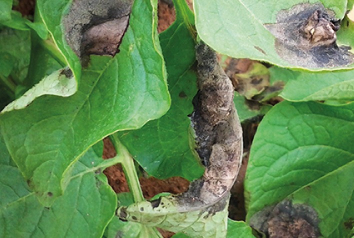 Fungicida Totalit IHARA para Hortifruticultura