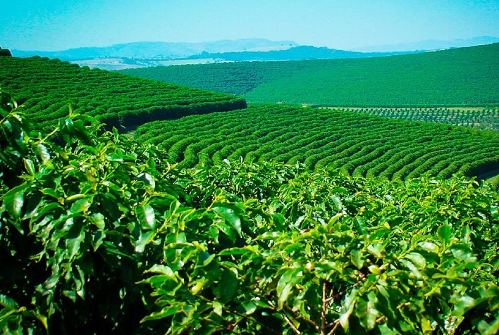 Yara Brasil - Você sabe a diferença entre café arábica e conilon