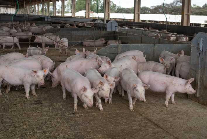 Mercado de suínos inicia ano com queda de preços; exportações batem recorde em 2023