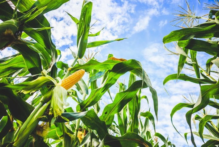 Futuros do milho iniciam quarta-feira em alta na B3 com suporte do dólar