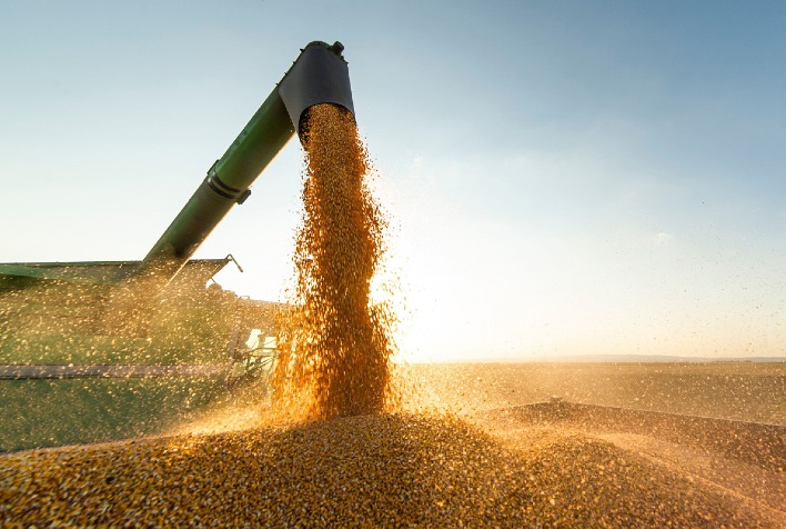 Comercialização de milho em Mato Grosso atinge 85%, com elevação nos preços