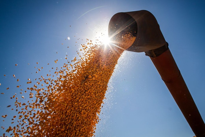 Mercado de milho: Retração compradora sustenta tendência de baixa nos preços