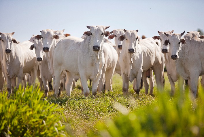 Tendências do mercado bovino: Exportações ganham força enquanto cenário doméstico permanece frágil