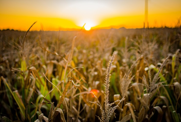 USDA mantém perspectiva de oferta global ampla para o milho em relatório de fevereiro