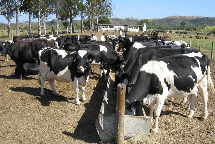 Eficiência na produção é o caminho para ter rentabilidade na produção de leite