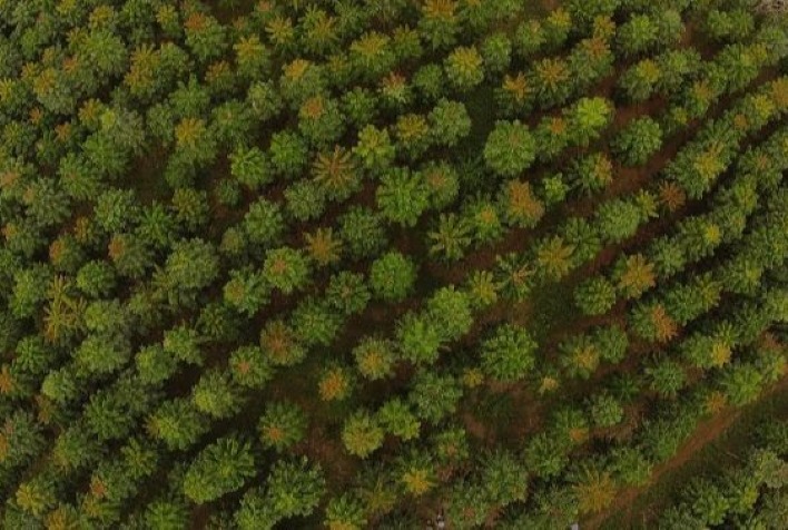 Plantação de Mogno Africano gera lucro de mais de R$10 milhões a cada 6 hectares, indica projeção