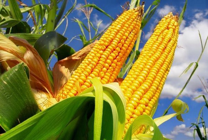MILHO: StoneX reforça recuo na oferta de milho 2023/24