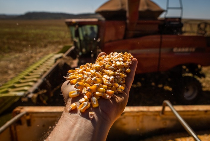 Custos de produção do milho diminuem em Mato Grosso, indica Imea