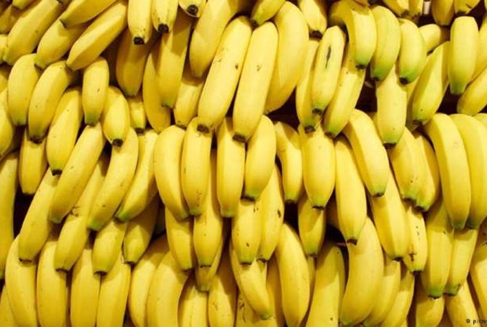 Preços da Banana Nanica Sofrem Queda Próxima a 20% na Última Semana