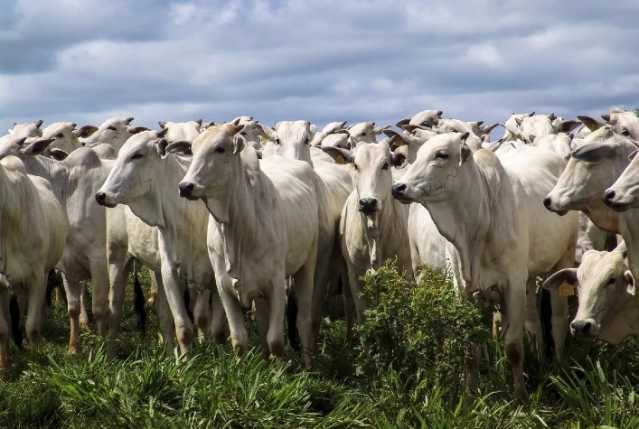 Recorde: Volume de abate de bovinos em Mato Grosso alcança novo pico no 1º trimestre, indica IMEA