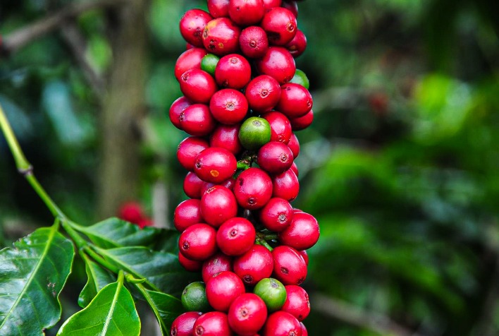 Relatório Mensal do Mercado de Café destaca tendências e desafios do setor cafeeiro brasileiro