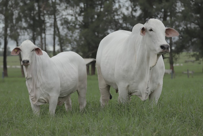 35º Leilão Naviraí: ExpoZebu apresenta os melhores animais da safra