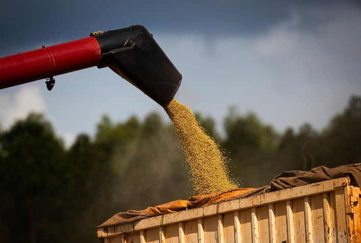 DATAGRO eleva estimativa para safra de soja no Brasil para 147,9 milhões de toneladas em 2023/24