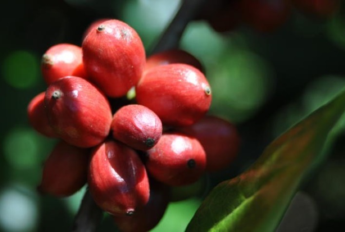 Café: Preços do arábica e do robusta sobem 200 reais por saca em abril