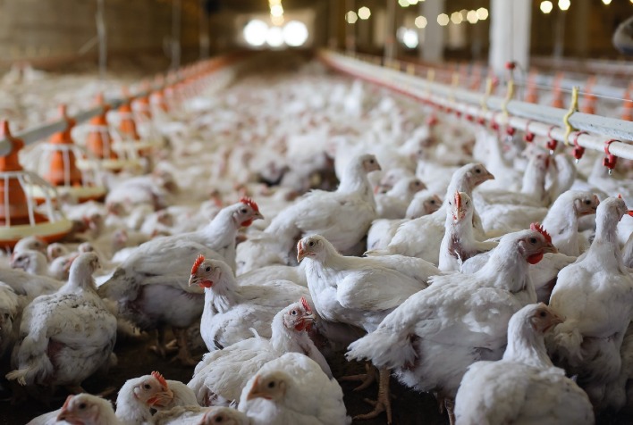 Em abril, poder de compra do frango abatido em relação ao milho atingiu o melhor patamar em sete meses