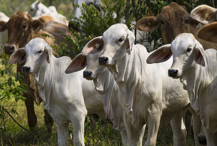 Preço do bezerro de 12 meses sobe pela primeira vez no ano em Mato Grosso