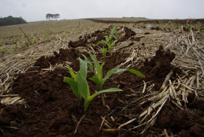 Clima influencia produção de milho no Paraguai