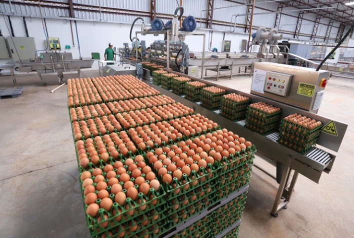 Produção de ovos no Paraná atinge novos patamares com investimentos focados nos mercados interno e externo