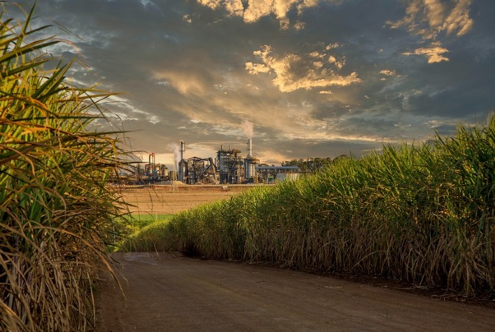 DATAGRO ajusta para cima estimativa de moagem de cana no Centro-Sul para 2024/25