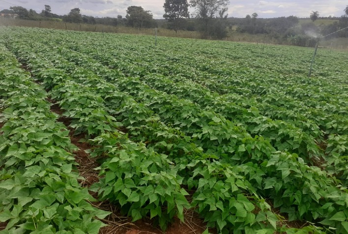 Ameaça da mosca branca em plantações de feijão no Paraná