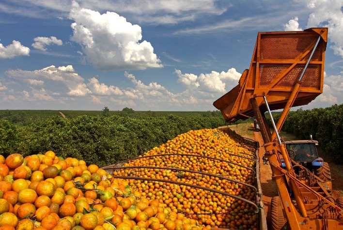 Safra de laranja em SP e MG deve ter queda de 24,36% em 2024/25, estima Fundecitrus