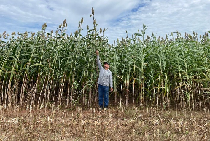 Lançamento do Sorgo Forrageiro BRS 661: Alta Produtividade e Qualidade Nutricional