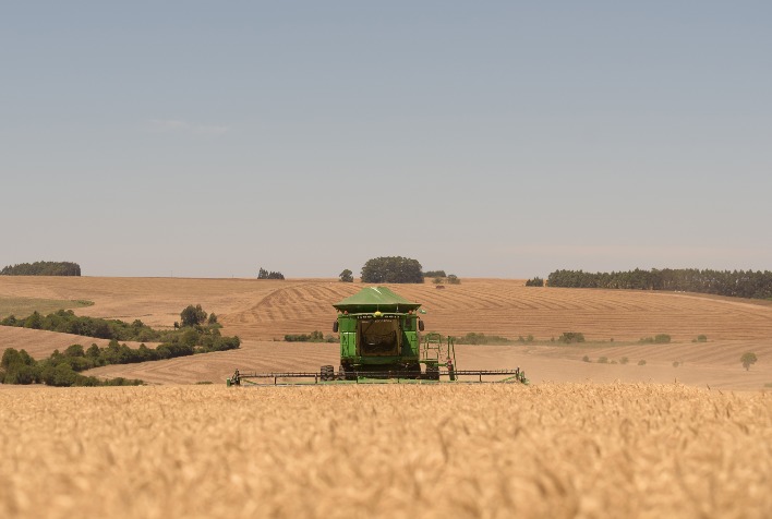 Aumento nos Custos de Importação Impulsiona Preços do Trigo em Maio no Brasil