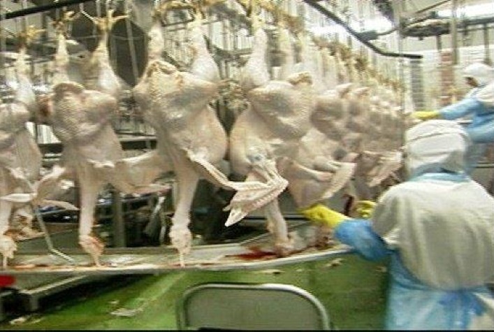 Exportações de Carne de Peru Totalizam 20.114 Toneladas no Primeiro Quadrimestre de 2024