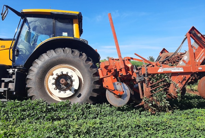 Amendoim Ganha Espaço no Paraná com Maior Área Plantada em 12 Anos