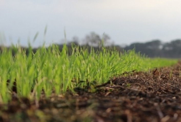 Plantio de Trigo em Santa Rosa (RS) Alcança 65% da Área, Apesar de Desafios Climáticos