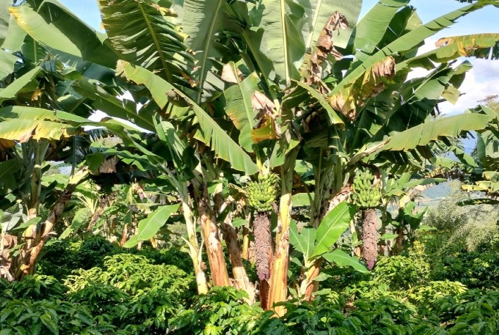 Itanhandu Investe na Expansão da Produção de Banana