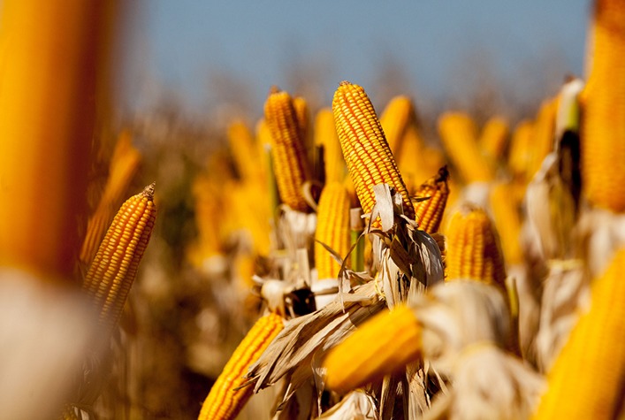 Milho se consolida como segunda safra em Mato Grosso, prevê Aprosoja-MT