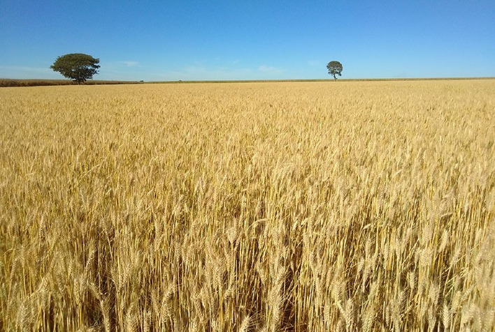 Panorama Atual e Perspectivas para o Mercado de Trigo em Julho de 2024