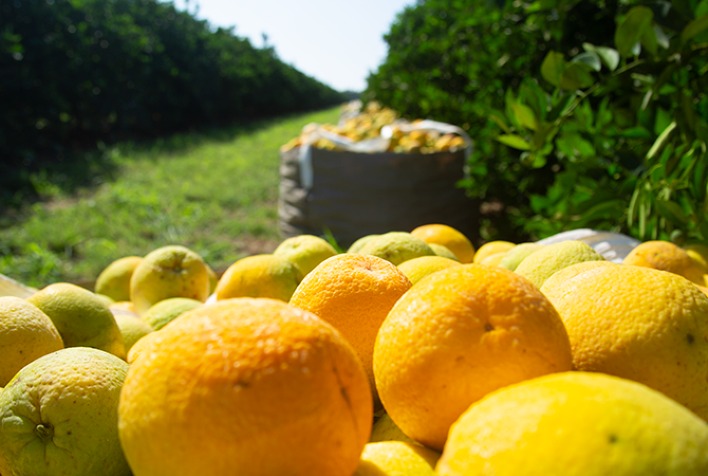 Preços da Laranja Sobem com Oferta Restrita e Demanda Sustentada