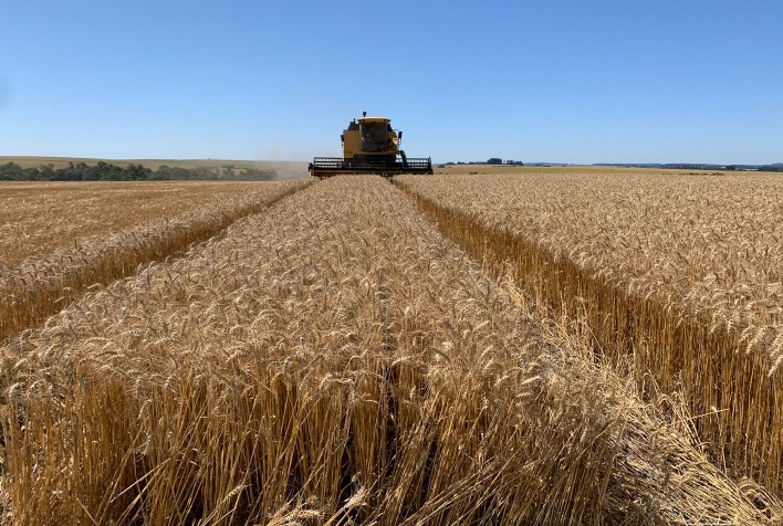 Demanda por Trigo Gaúcho Cresce no Paraná Devido a Spread Atrativo