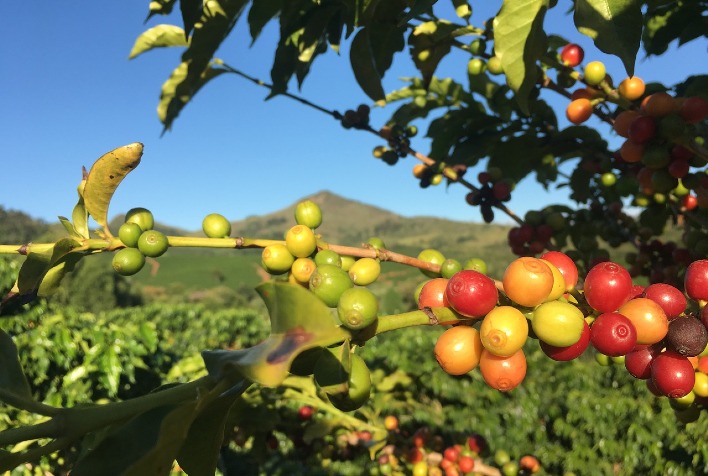 Garantindo uma Colheita e Secagem de Café de Qualidade: Passo a Passo