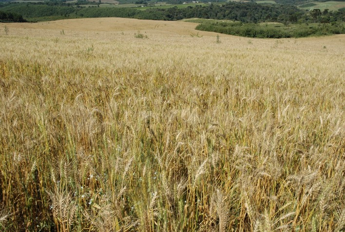 Produção de Grãos da Índia Mantém-se Robusta Apesar de Desafios Climáticos