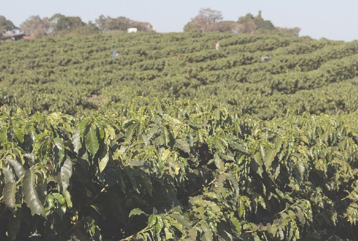 Campos Gerais Consolida Liderança na Produção de Café no Sul de Minas